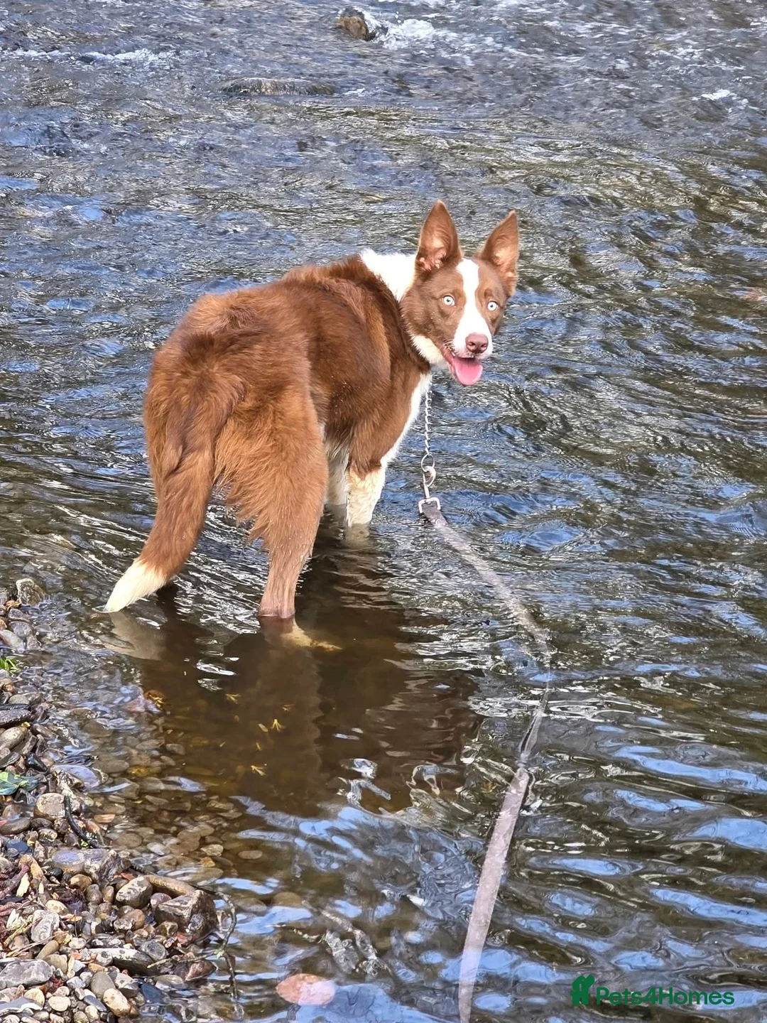Border Collie dogs for sale: 17 Month old male border collie - Advert 7