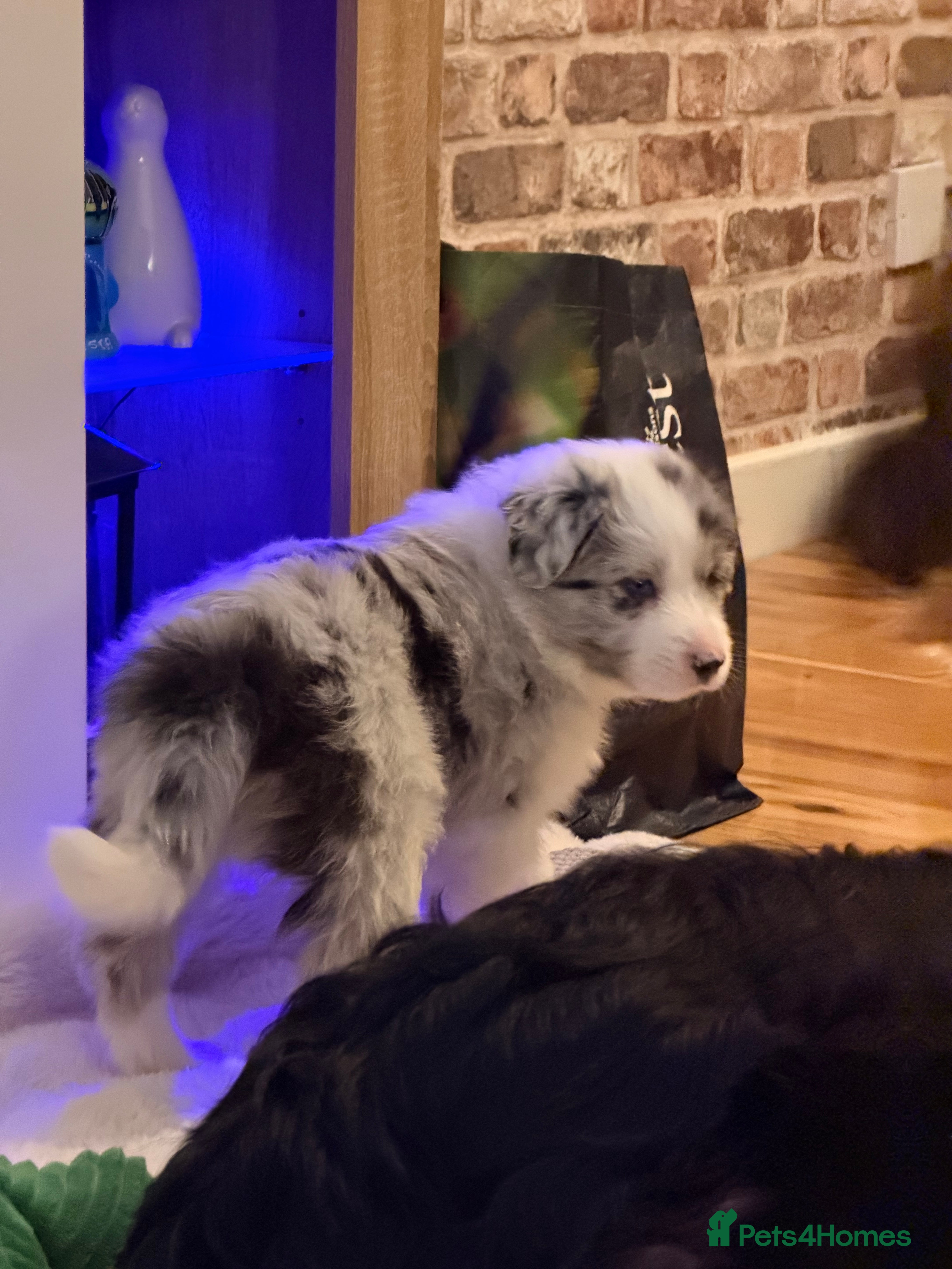 Border Collie dogs Stunning puppies from international champion line. - Advert 12