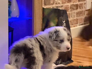 Border Collie dogs Stunning puppies from international champion line. - Advert 12