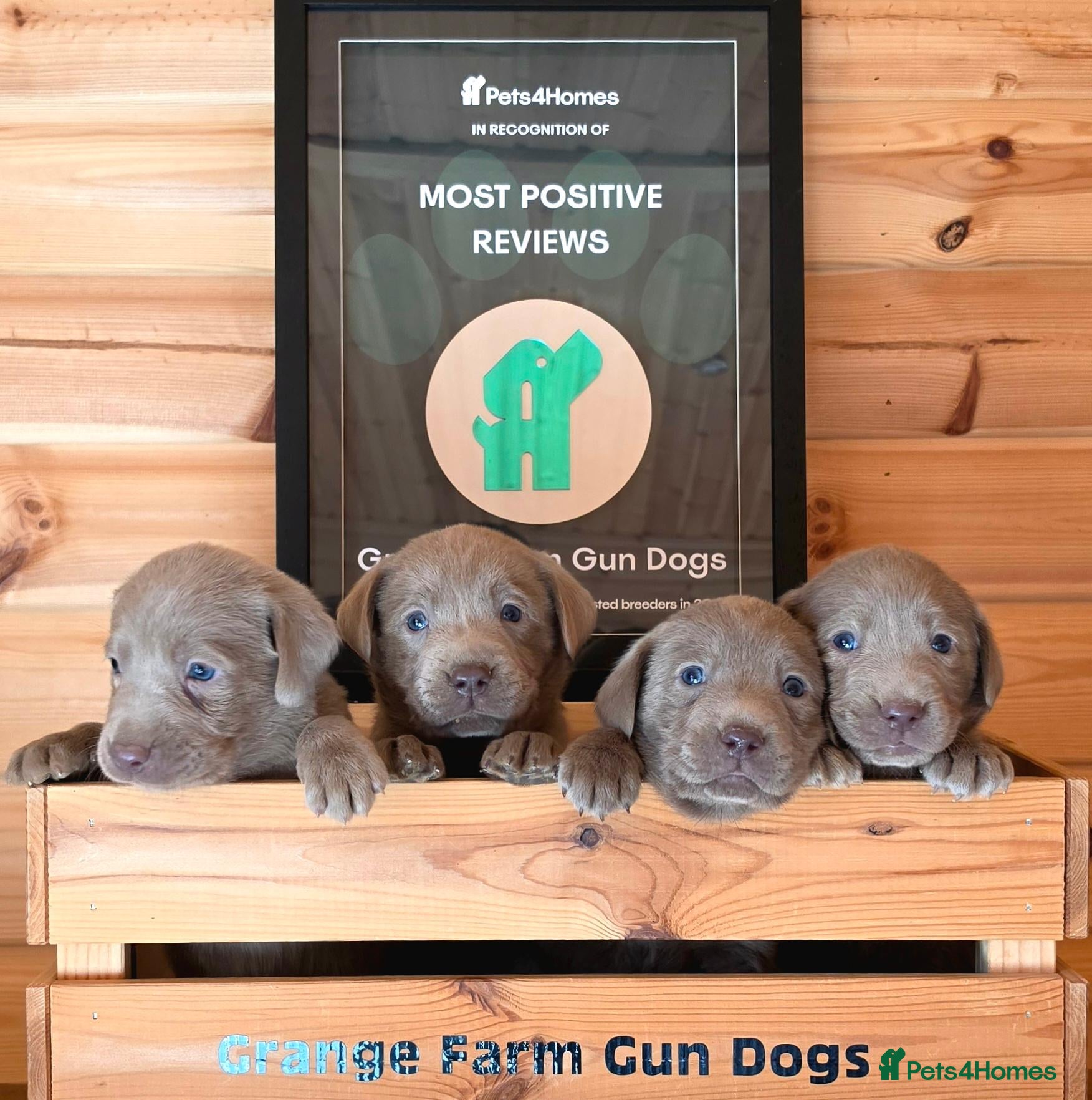 Labrador Retriever dogs 6 STUNNING KC SILVER LABS. HEALTH TESTED PARENTS - Advert 2