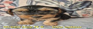 Mixed Breed 2