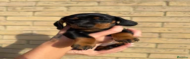 Miniature Dachshund 3