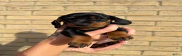 Miniature Dachshund dogs for sale: Beautiful Miniature Daschund Puppies  - Advert 12