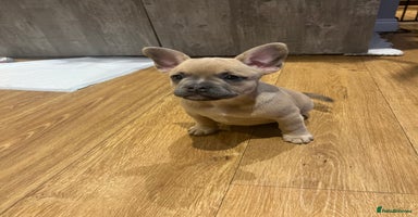 Mixed Breed dogs - Advert 8