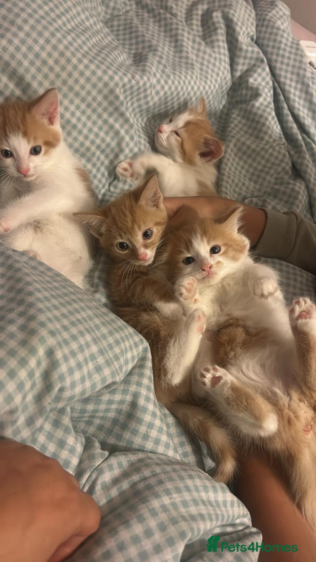 Mixed Breed cats for sale: Ginger tabby kittens  - Advert 5