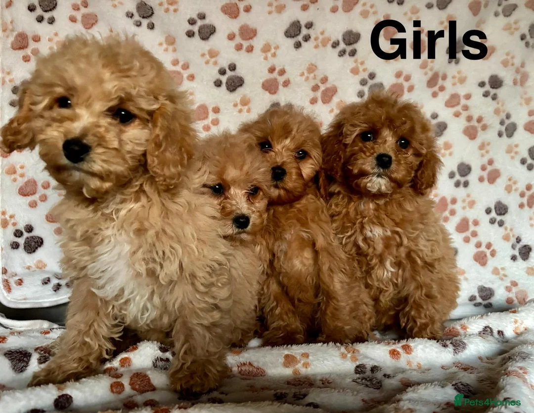 Cavapoo dogs for sale: Beautiful red Cavapoos  in Sheerness - Advert 22