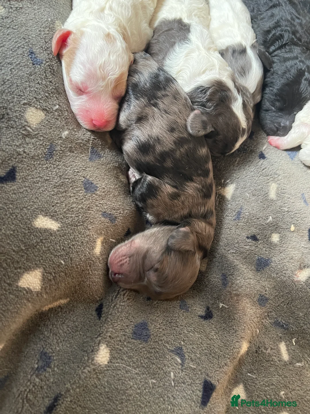 Toy Poodle dogs for stud: KC PROVEN toy poodle male for stud in Gerrards Cross - Advert 11