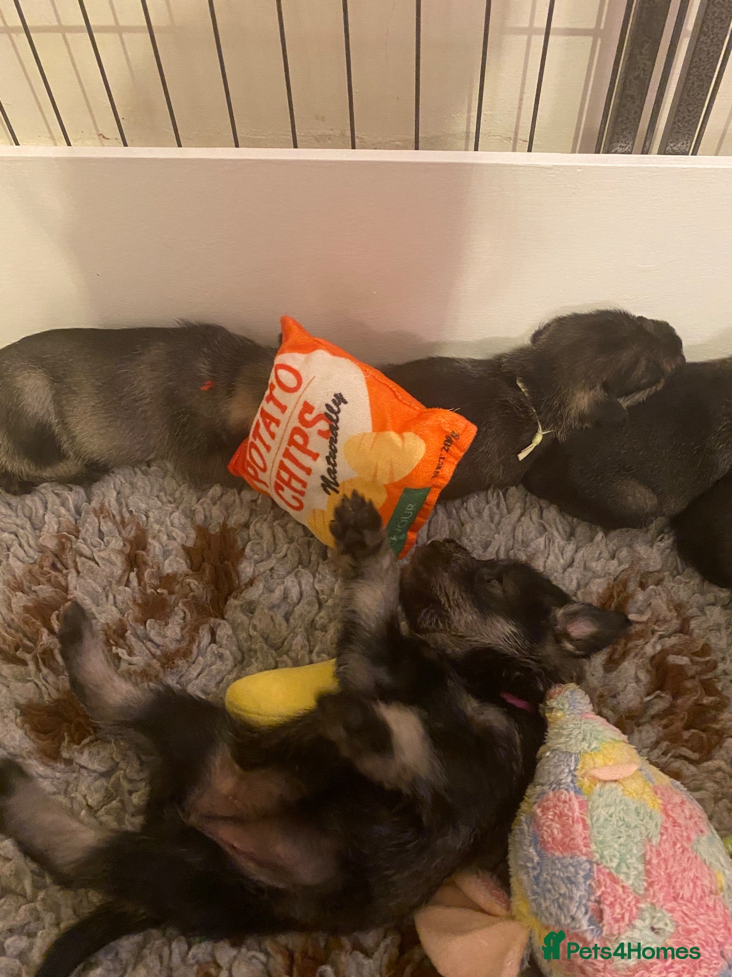 Schnauzer dogs Standard Schnauzer Puppies - Advert 2