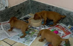 Hungarian Vizsla dogs for sale: Stunning Hungarian Vizsla Puppies  - Image 7