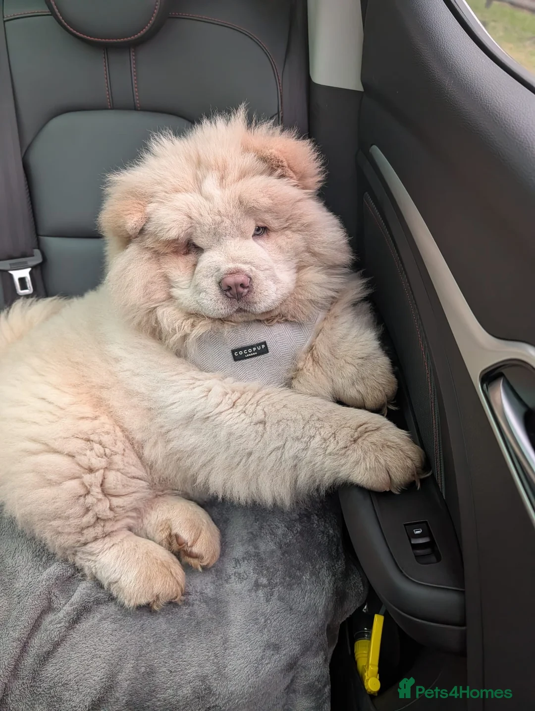 Chow Chow dogs for stud: Stunning chow chow - Advert 2