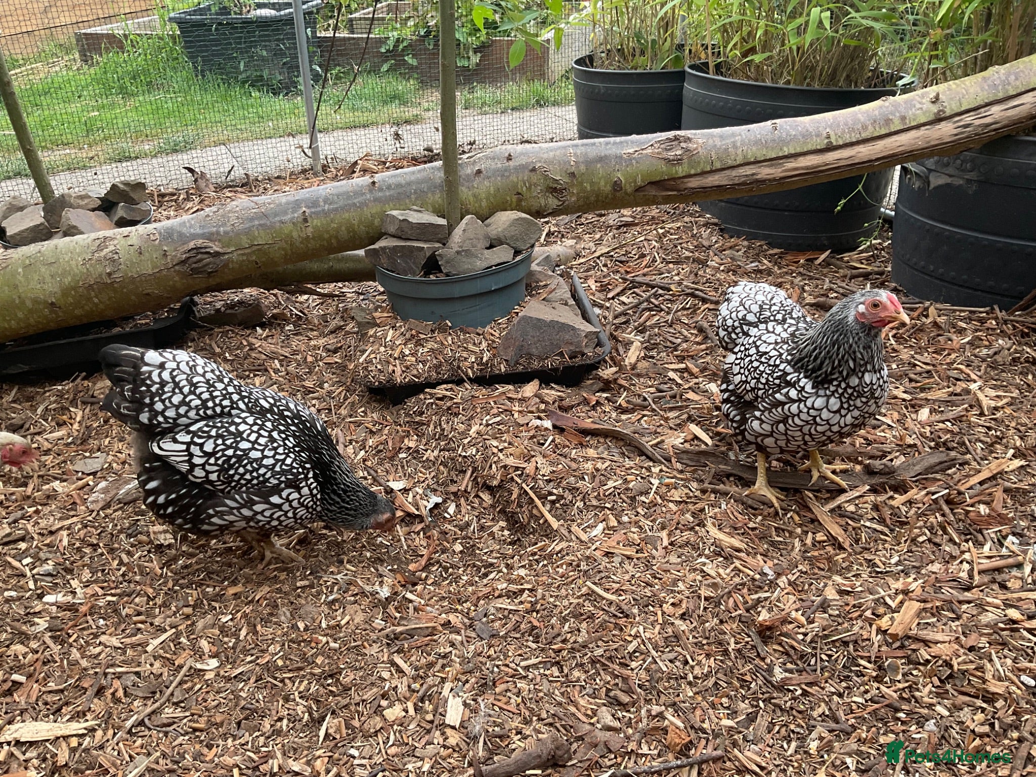 Chickens poultry Wyandotte Bantams Silver Laced - Advert 2