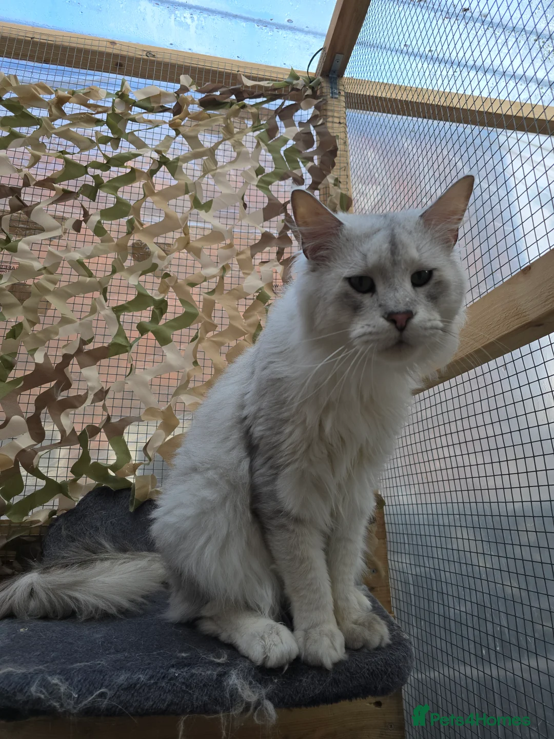 Maine Coon cats for stud: Black Shaded Maine Coon Large Imported in Hull - Advert 16