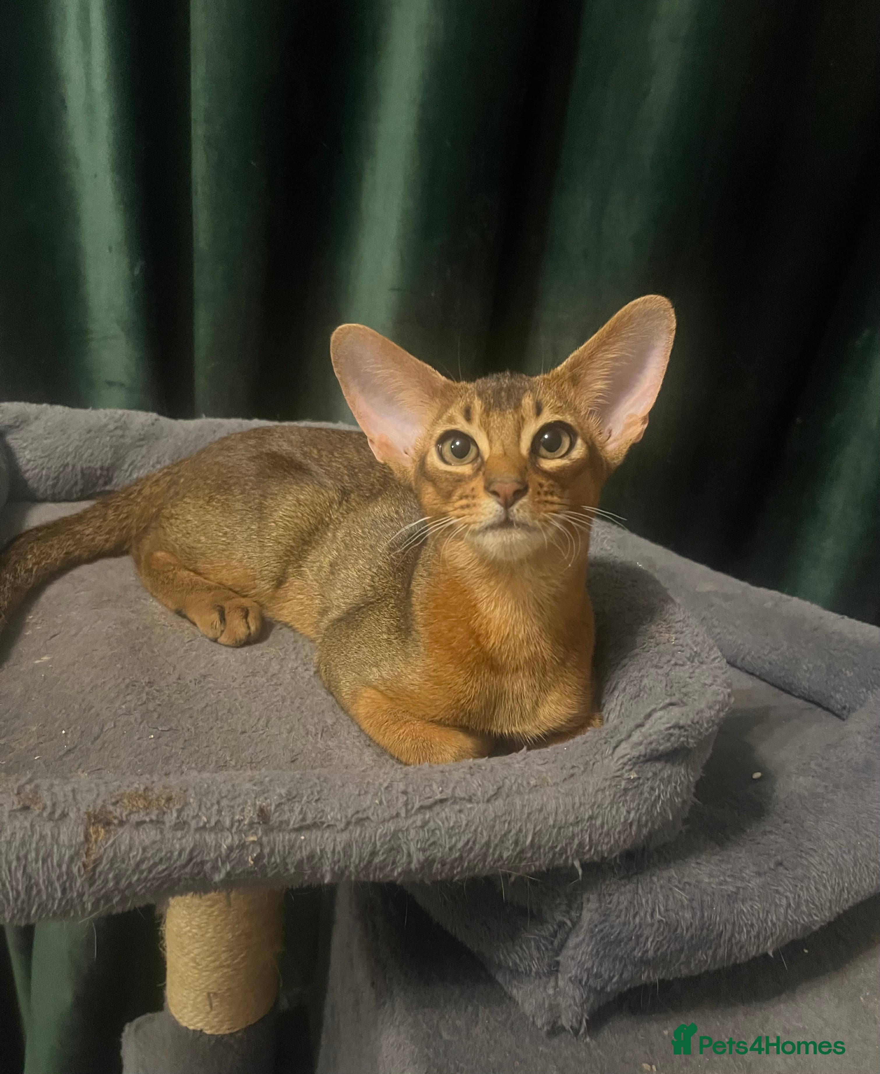 Abyssinian cats Beautiful Abyssinian boys - Advert 4