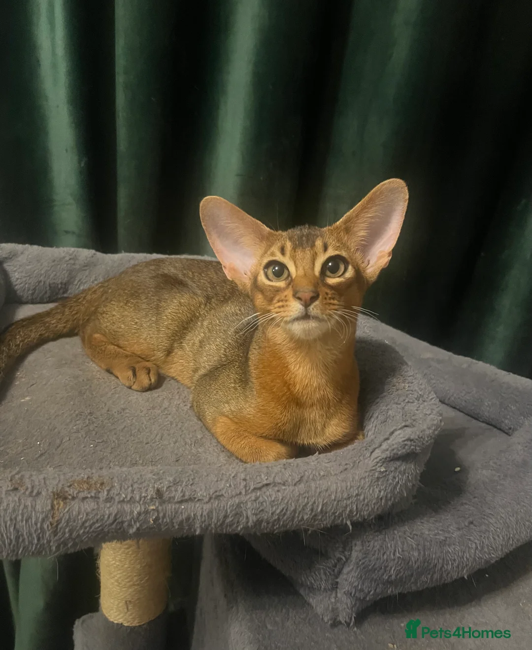 Abyssinian cats for sale: Beautiful Abyssinian boys - Advert 1