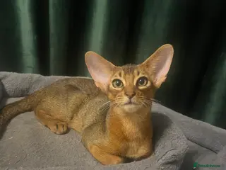 Abyssinian cats Beautiful Abyssinian boys - Advert 4