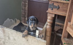 Rottweiler dogs for sale: female Rottweiler puppy  - Image 2