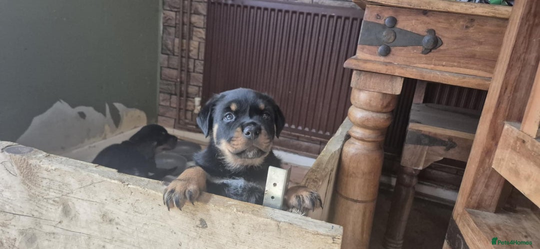 Rottweiler dogs for sale: female Rottweiler puppy  - Image 2