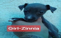 Mixed Breed dogs for sale: Italian Greyhound x Whippet puppies - Image 13