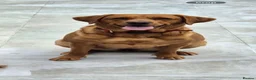 Cockerdor dogs for sale: Cockerdor puppies - Advert 1