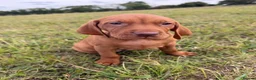 Hungarian Vizsla dogs for sale: KC Hungarian Vizsla Pups in Treharris - Advert 7