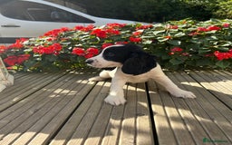 Cocker Spaniel dogs for sale: Cocker spaniel puppies - Image 14