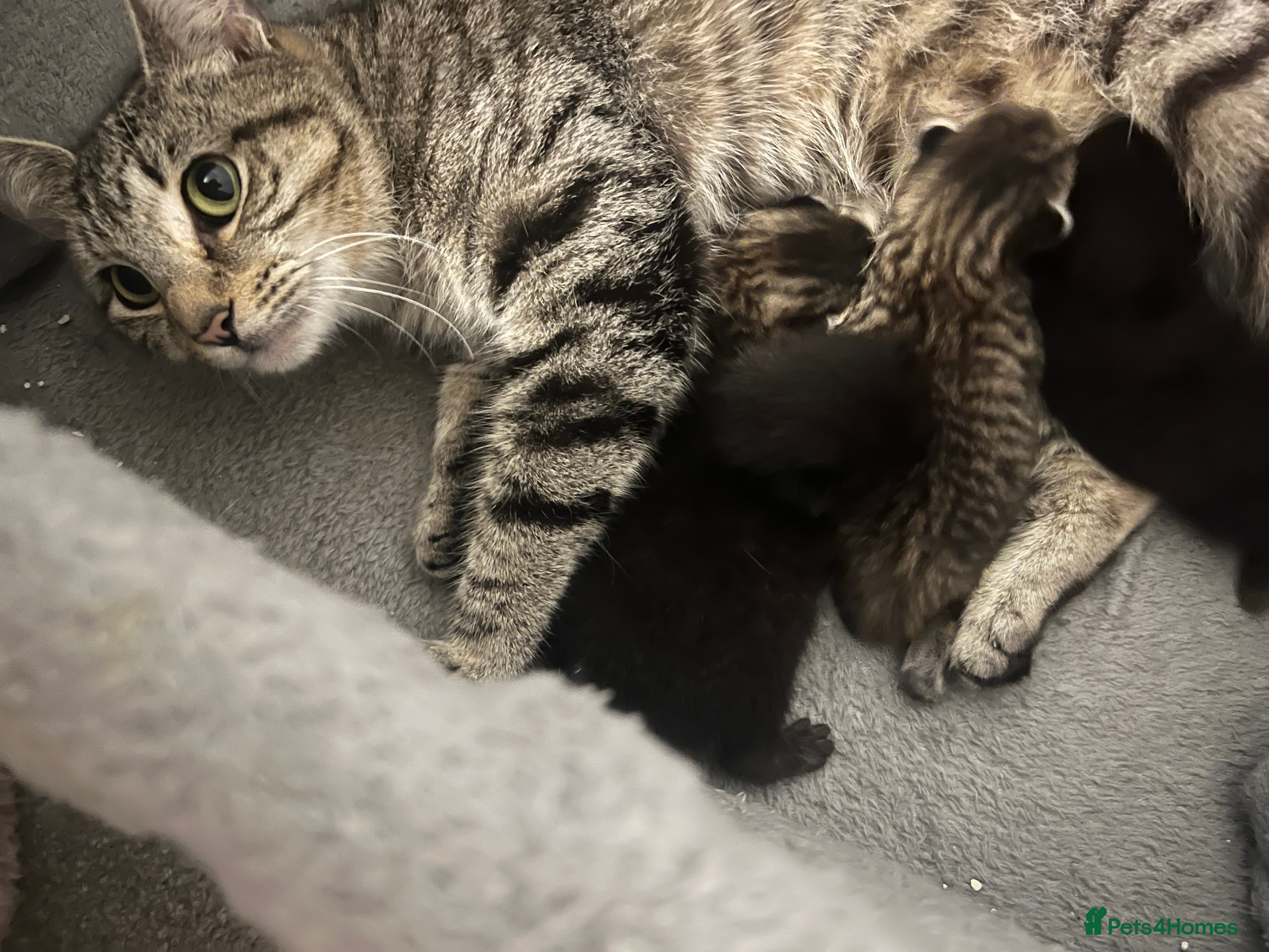 Mixed Breed cats Blue British shorthair x silver tabby  - Advert 1