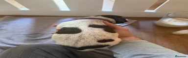 German Shorthaired Pointer 14