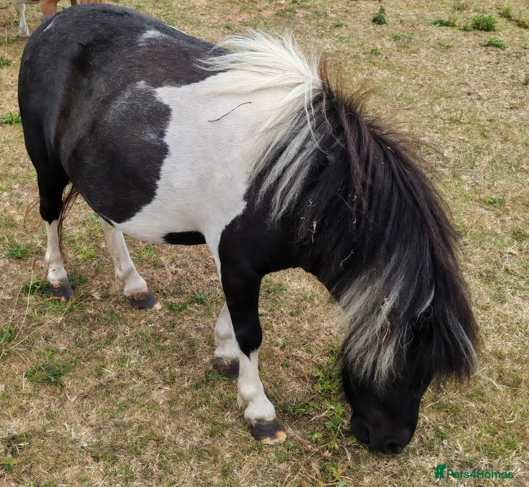 Shetland pony horses for sale: Beautiful mini shetland mare - Advert 2