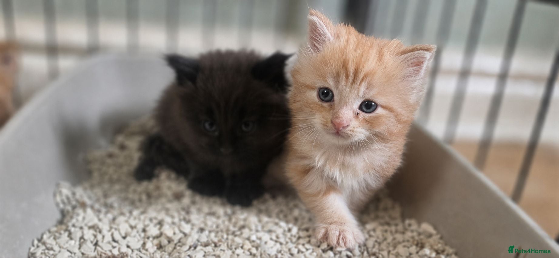 Maine Coon cats Top Quality Mainecoon kittens 😸 🥰😍 - Advert 12