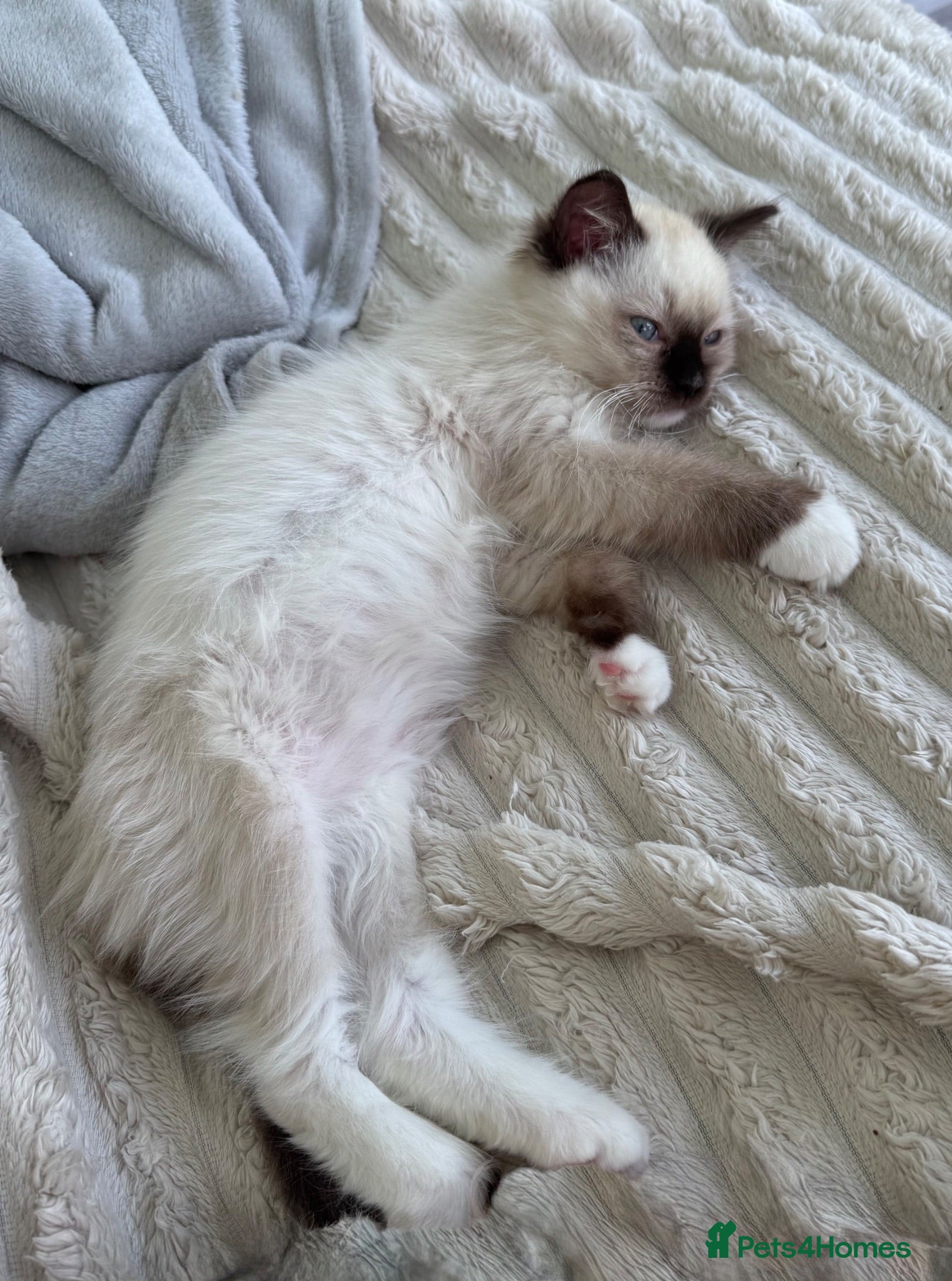 Ragdoll cats Beautiful TICA registered Ragdoll Kittens  - Advert 2