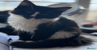 Ragdoll cats - Advert 5