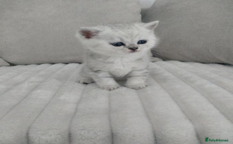 British Shorthair cats - Advert 1