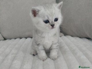 British Shorthair cats - Advert 7