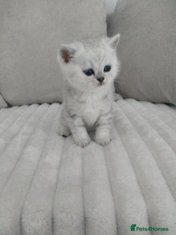 British Shorthair cats - Advert 11
