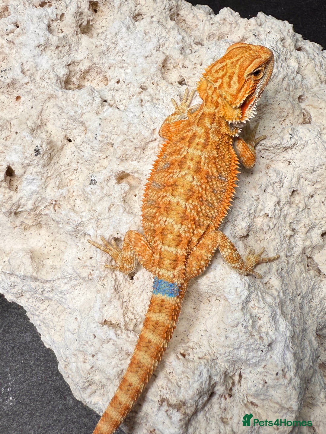 Bearded Dragon reptiles for sale: High Citrus, Tiger , Hypo, GS, Dunner, Trans  - Advert 1