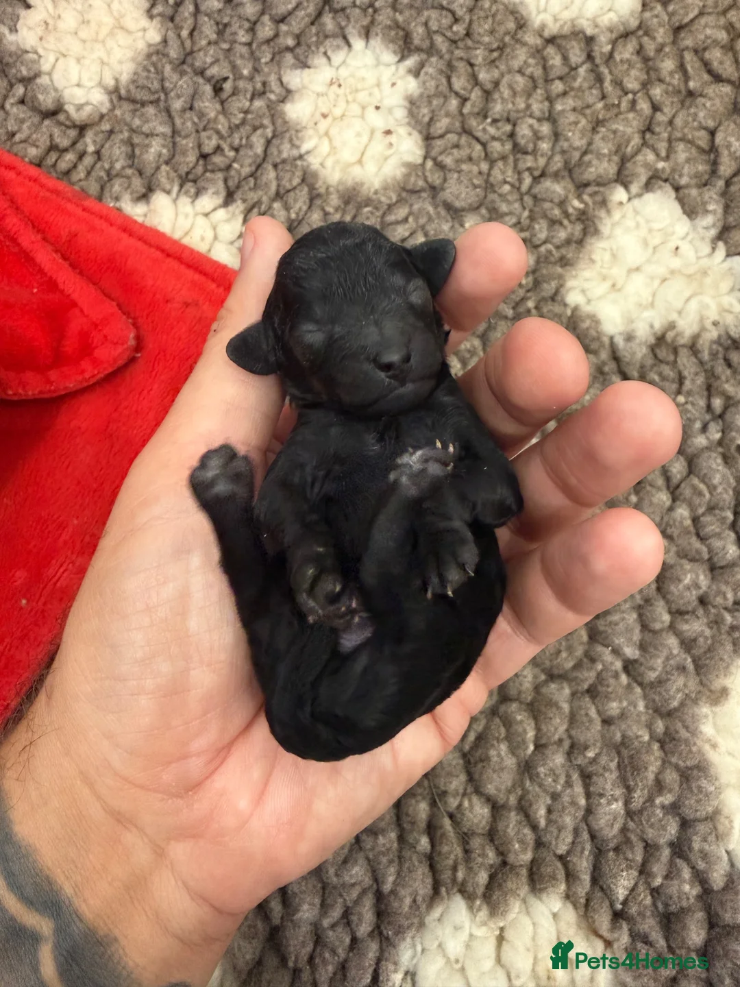 Toy Poodle dogs for sale: ASIAN TOY POODLE (import) 🩵  - Advert 2