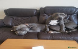 Staffordshire Bull Terrier dogs for sale: nice and happy puppy  - Image 1