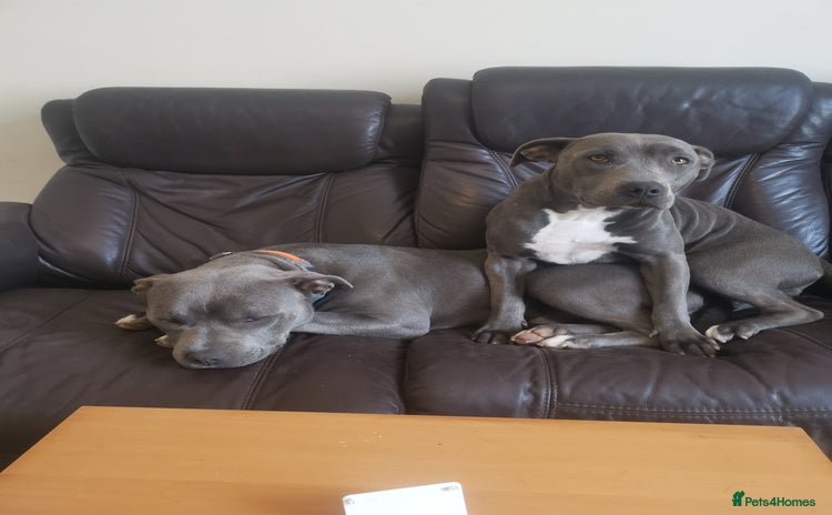 Staffordshire Bull Terrier dogs - Advert 4