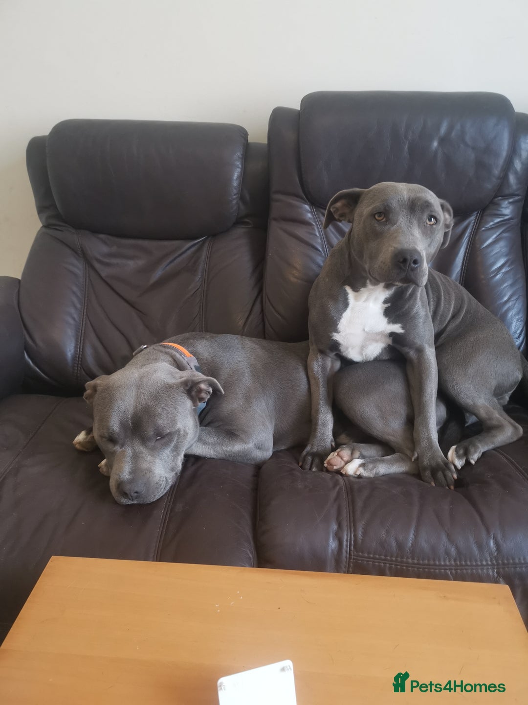 Staffordshire Bull Terrier dogs for sale: nice and happy puppy  - Image 1