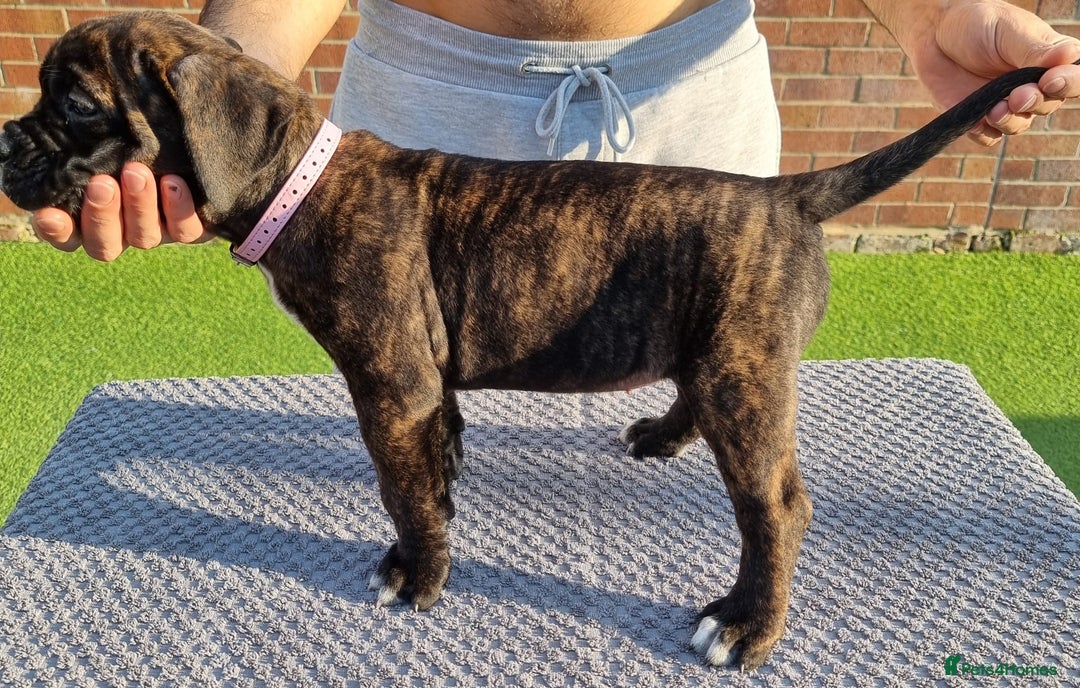 Cane Corso dogs for sale: Champion-Bloodline Cane Corso Puppies  - Image 5