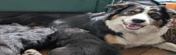 Mixed Breed dogs for sale: Tri colour border collie/Golden retriever cross - Advert 4