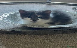 Ragdoll cats for sale: Two Male grey and white Rag-dolls  - Image 6