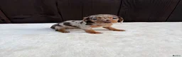 Miniature Dachshund dogs for sale: Dachshund puppies 2 boys 1 girl  - Advert 26