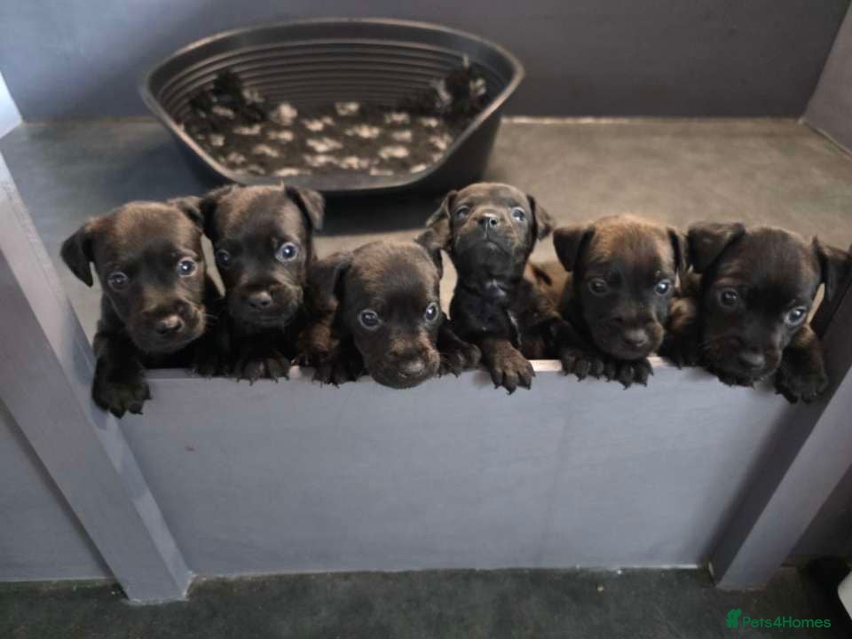 Patterdale Terrier dogs PATTERDALE PUPS FOR SALE, ready to leave in 1 week - Advert 5