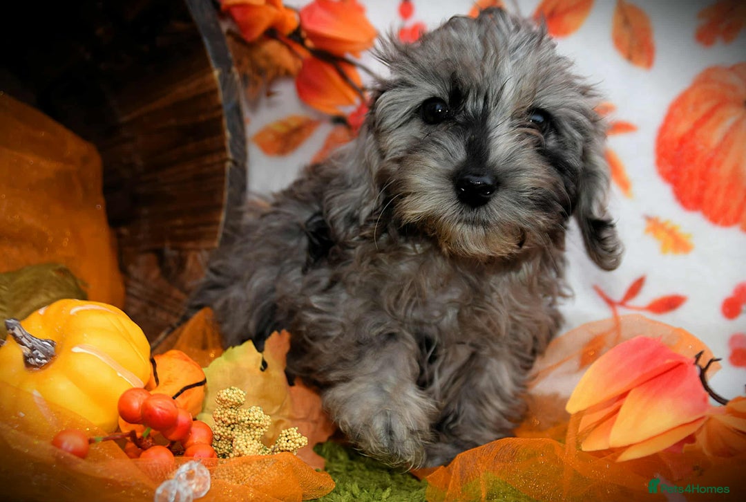 Cockapoo dogs for sale: Ready to go 10 October tiny toy cockapoos  - Image 8