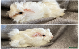 Guinea Pig rodents for sale: 6 handsome boys  - Image 5