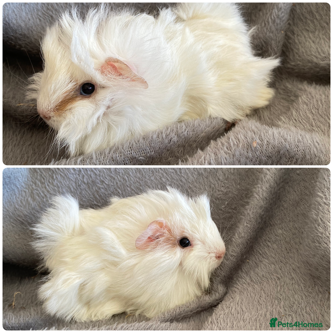 Guinea Pig rodents for sale: 6 handsome boys  - Image 5