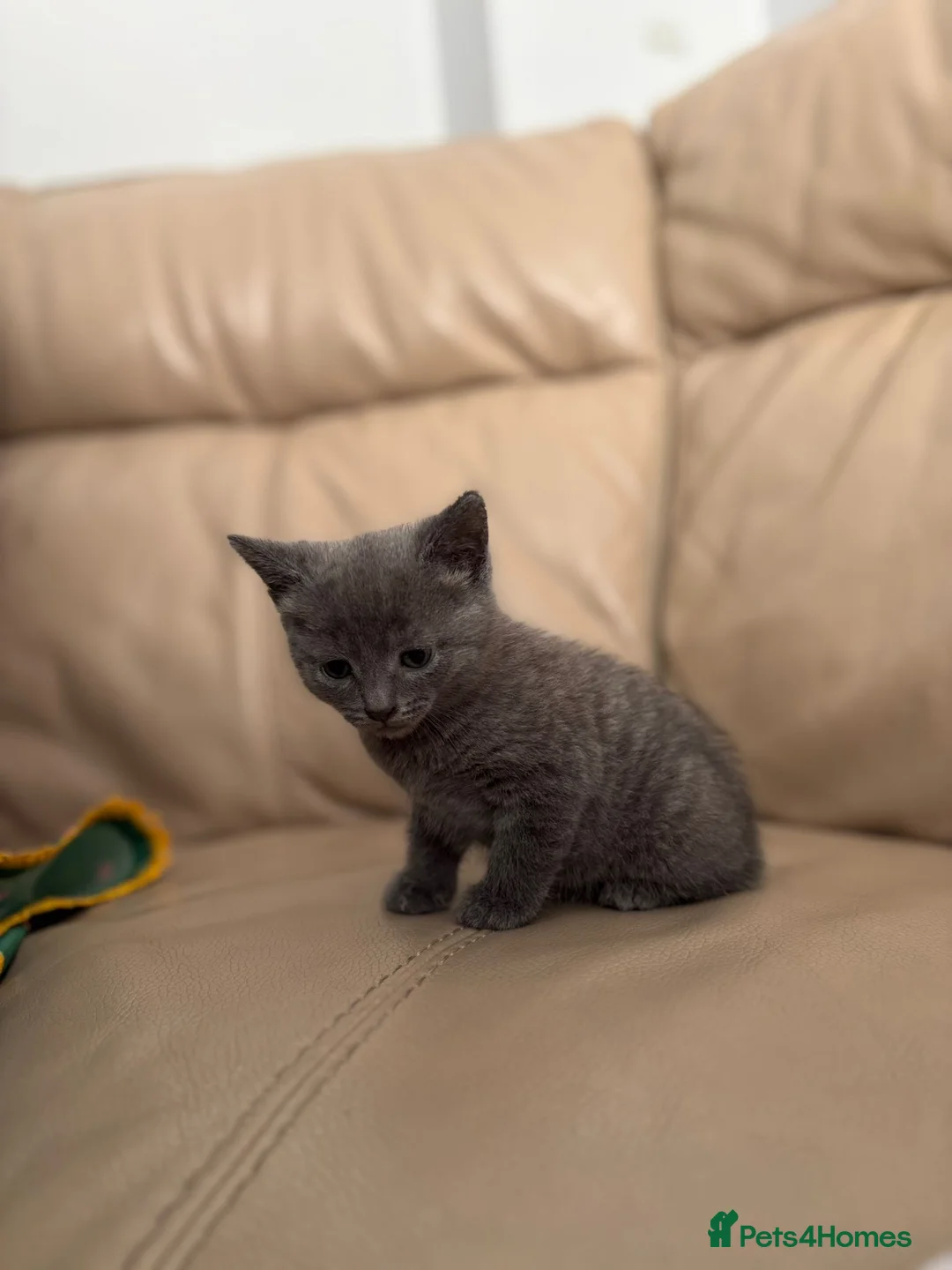 Russian Blue cats for sale: Pedigree Russian Blue Kitten in Manchester - Advert 2