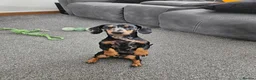 Miniature Dachshund dogs for sale: 2 year old miniature dachshund  in Lochgelly - Advert 2