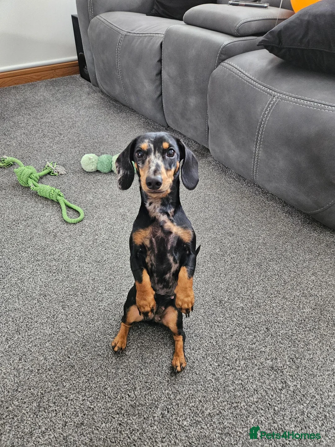 Miniature Dachshund dogs for sale: 2 year old miniature dachshund  in Lochgelly - Advert 2